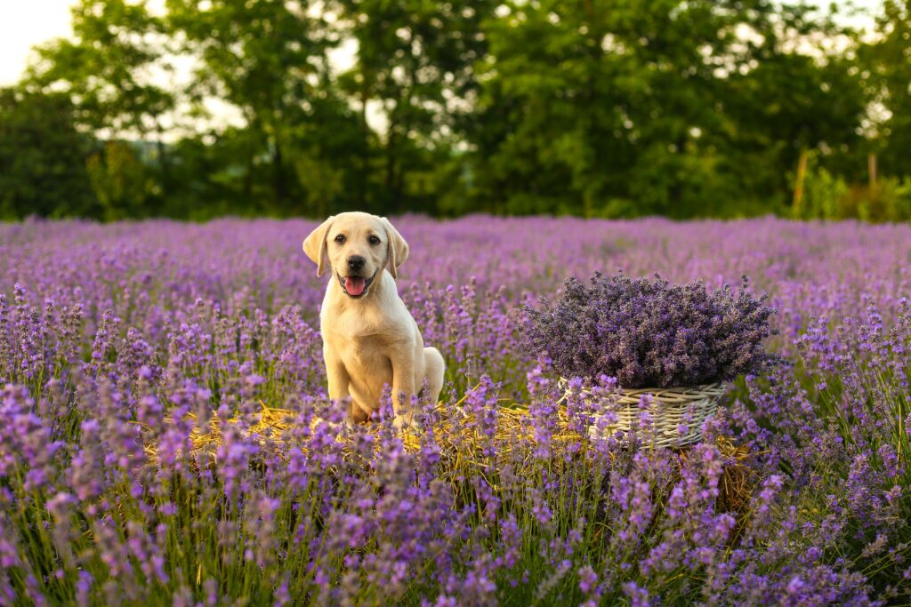 Adorable Labrador Puppy in Lush Lavender Field Wallpaper