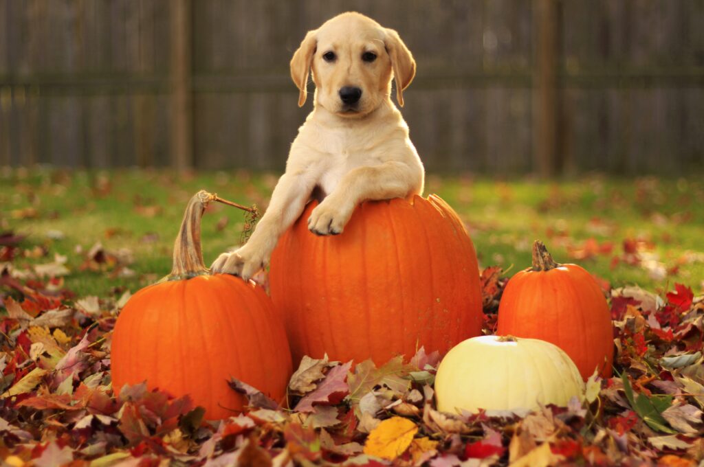 Adorable Labrador Puppy on Pumpkin in Colorful Autumn Foliage Wallpaper