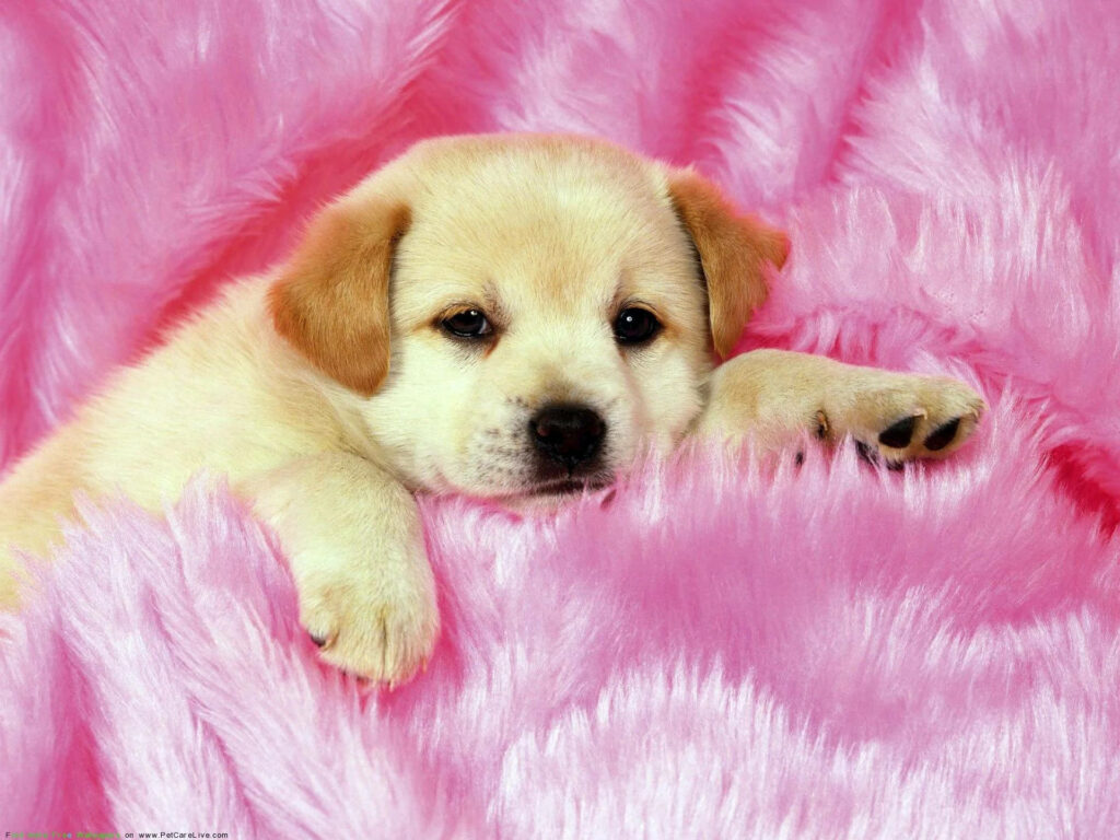 Adorable Labrador Puppy on Cozy Pink Carpet - Heartwarming Wallpaper