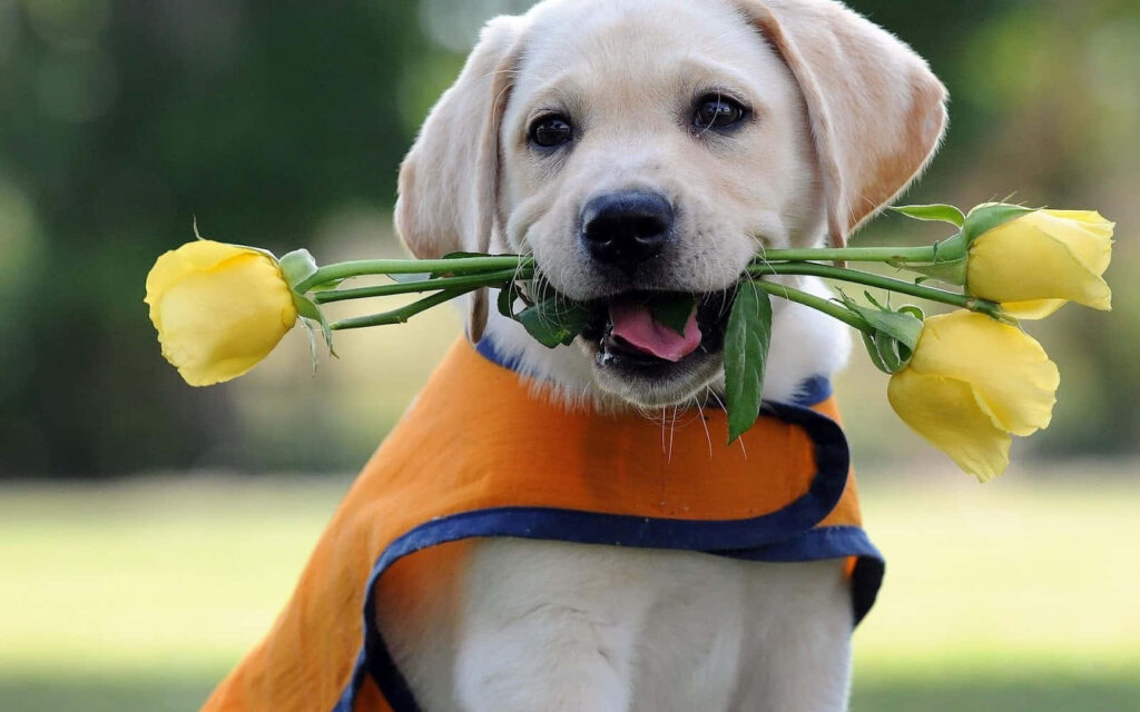 Adorable Labrador Puppy with Roses - Charming Wallpaper Background