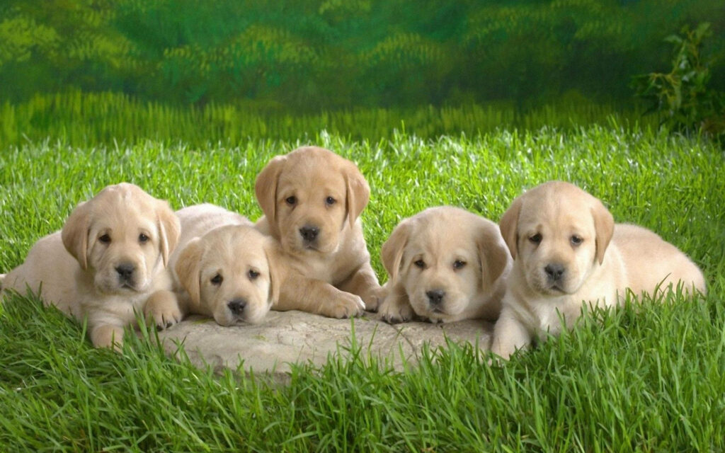 Adorable Labrador Puppies Resting on Grassy Patch - Heartwarming Wallpaper