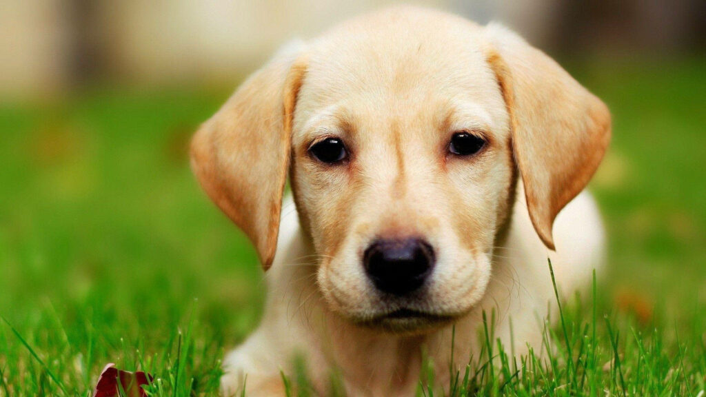 Adorable Labrador Puppy Wallpaper: Close-Up on Green Grass
