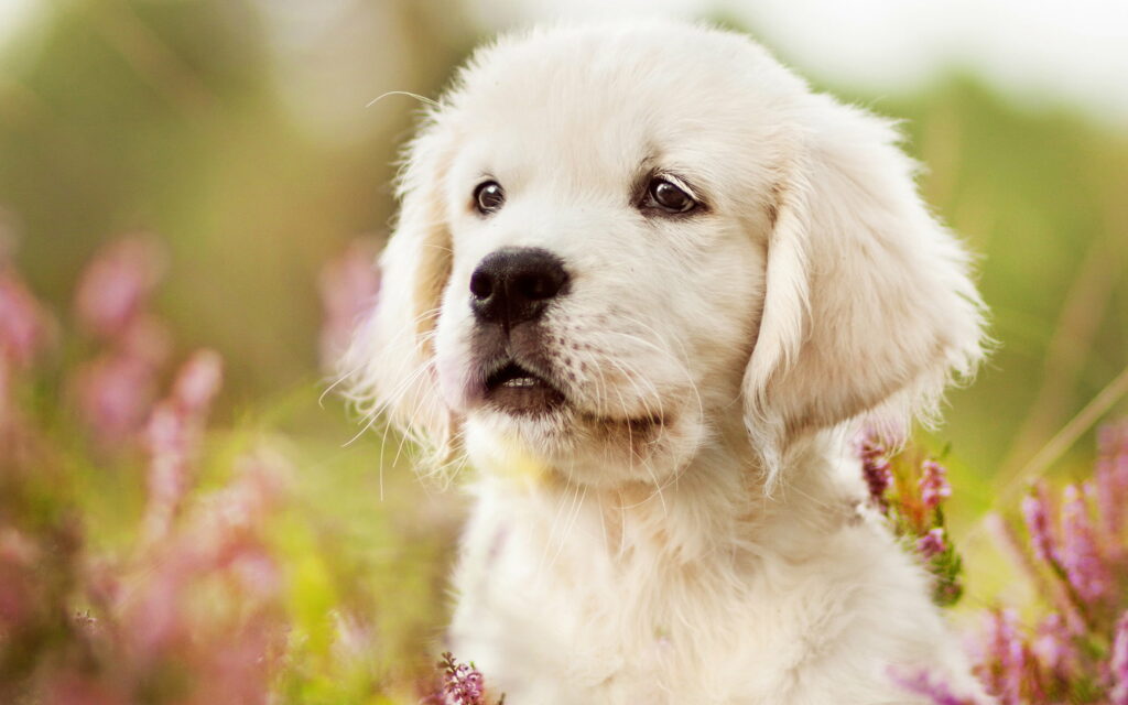 Floral Bliss: Adorable Labrador Retriever Puppies Amidst Flowers - QHD Wallpaper Backdrop