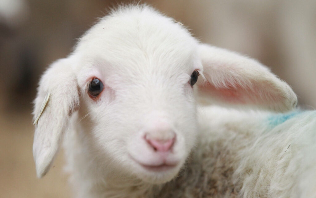 Charming Close-Up of an Adorable Lamb - Aesthetic Nature Wallpaper