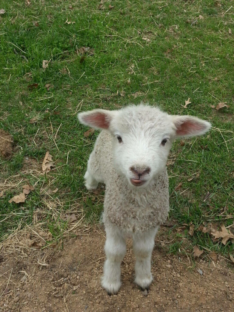 Charming Lamb on Green Grass Wallpaper – Serene Nature Background