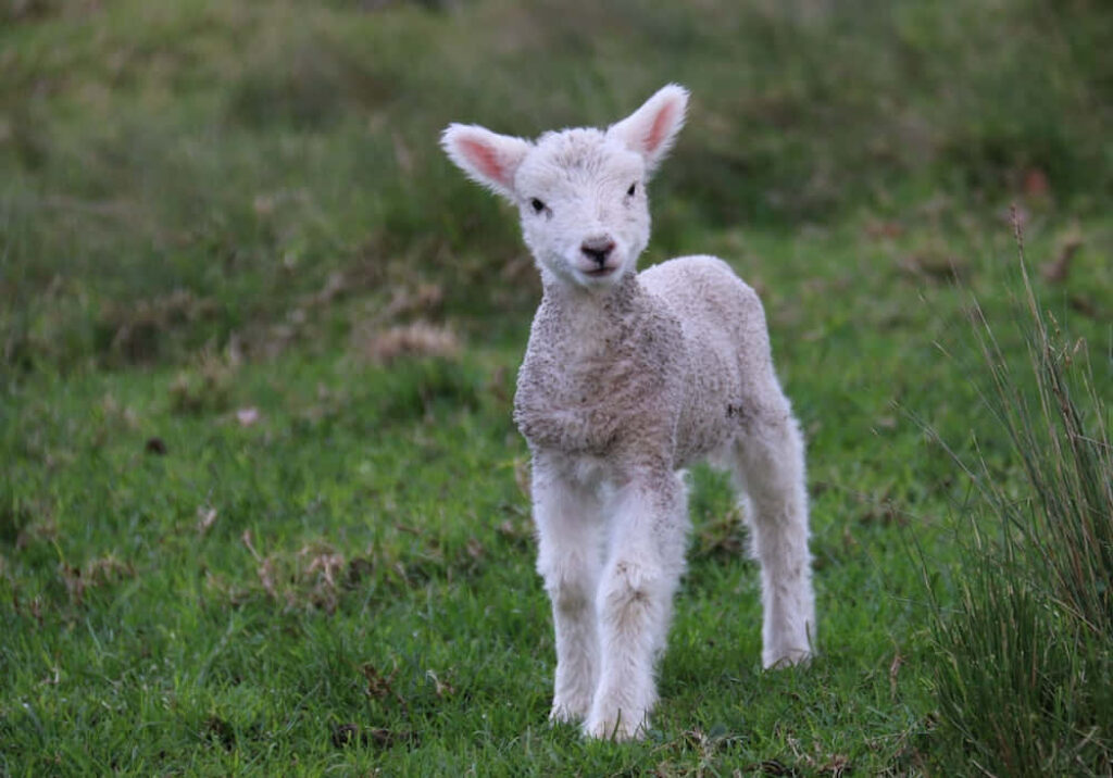 Fluffy Lamb in Grassy Field - Innocent and Curious Wallpaper