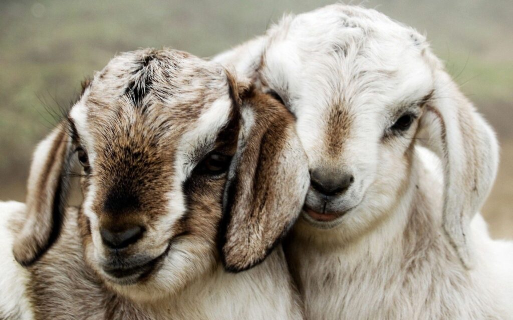 Adorable Lambs Snuggling: Heartwarming Wallpaper Background