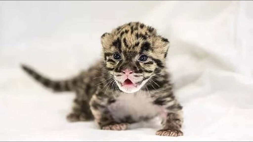 Adorable Leopard Cub Wallpaper: Playful & Spotted on Soft Background