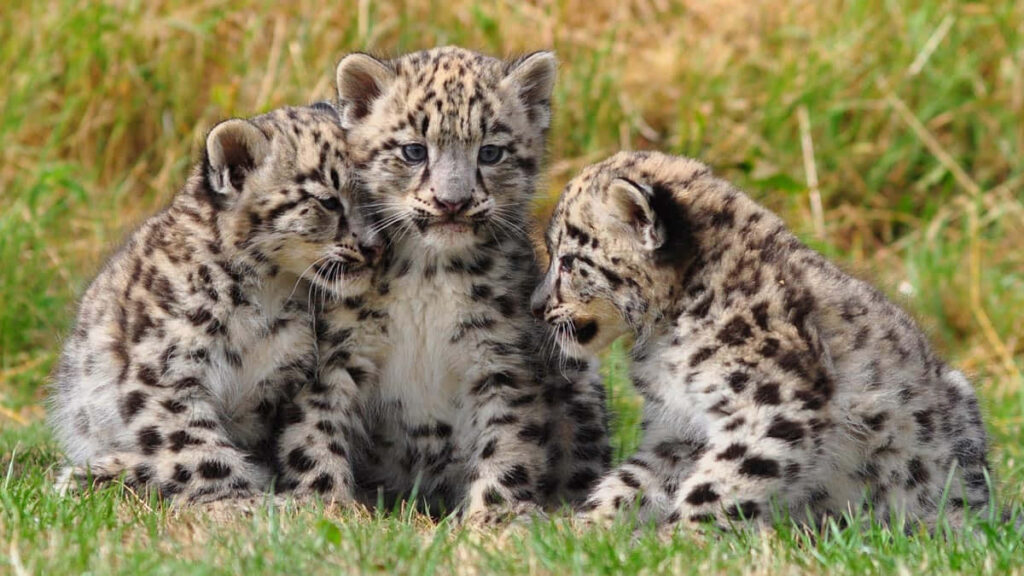 Adorable Leopard Cubs Lounge on Lush Green Grass - Nature's Beauty Wallpaper