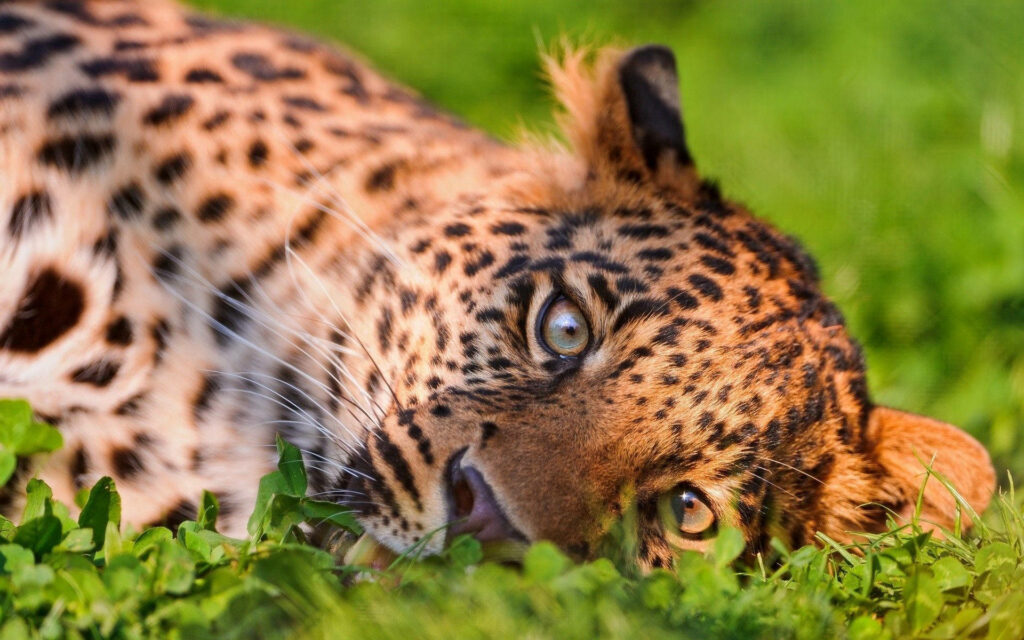 Adorable Leopard on Lush Green Grass - Captivating Nature Wallpaper