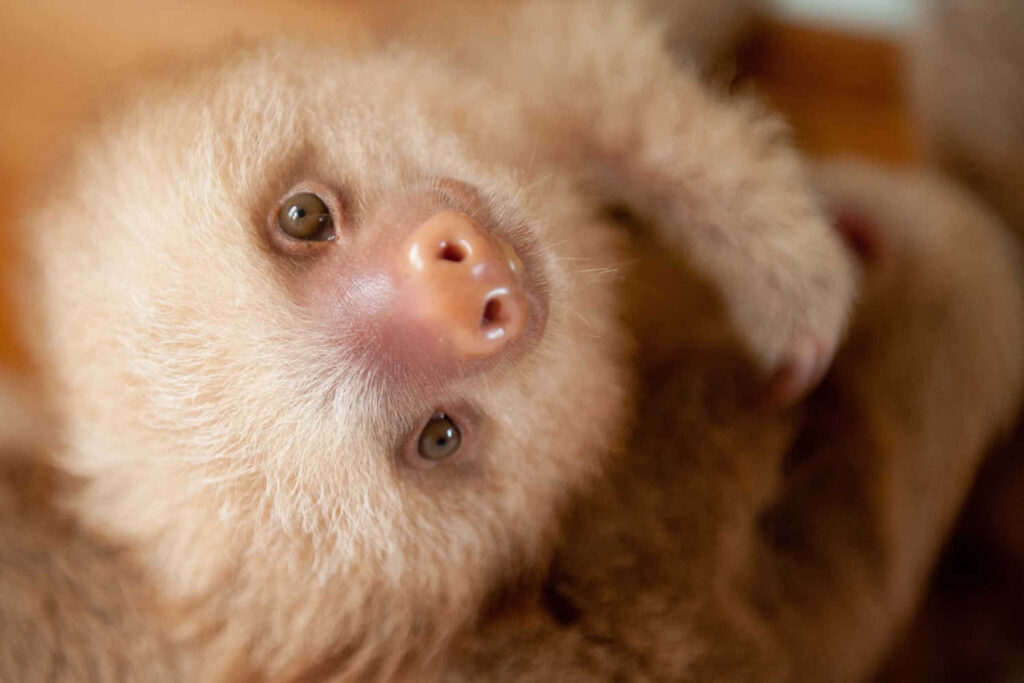 Adorable Light Brown Baby Sloth Wallpaper: Cute & Gentle Background