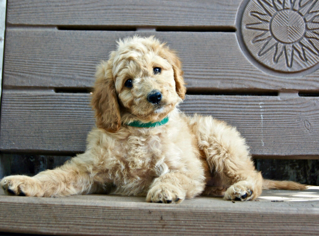 Cuteness Overload: Adorable Light Brown Puppy Poses on a Chic Gray Bench Wallpaper