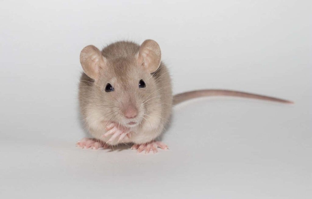 Adorable Light Brown Rat on White Background - Cute Fluffy Wallpaper