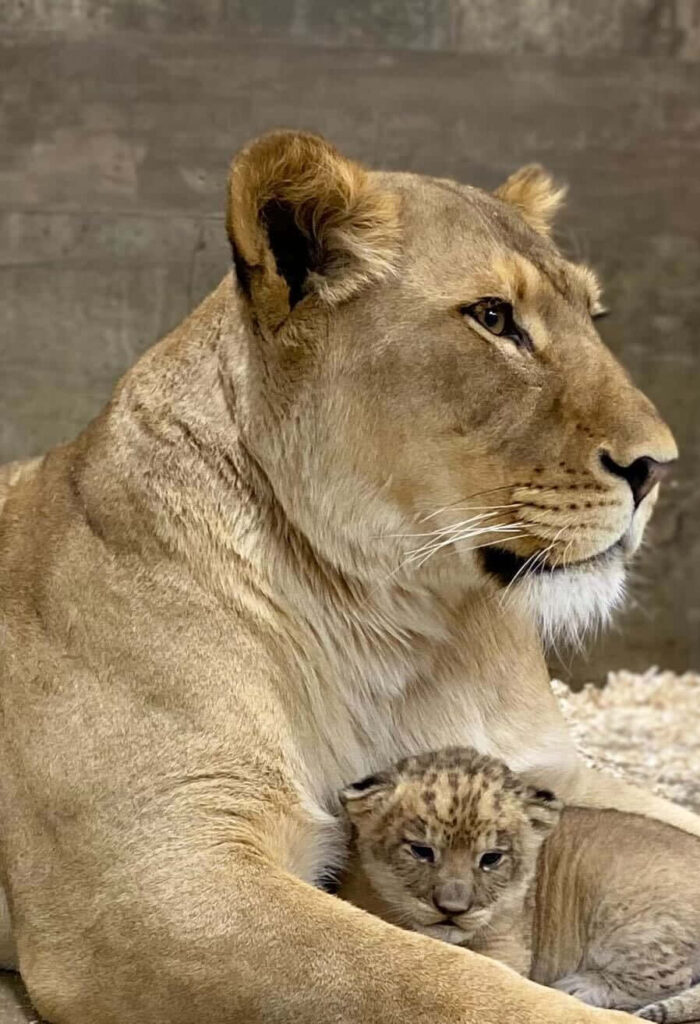 Protective Lioness Cradles Adorable Cub in Serene Natural Setting Wallpaper