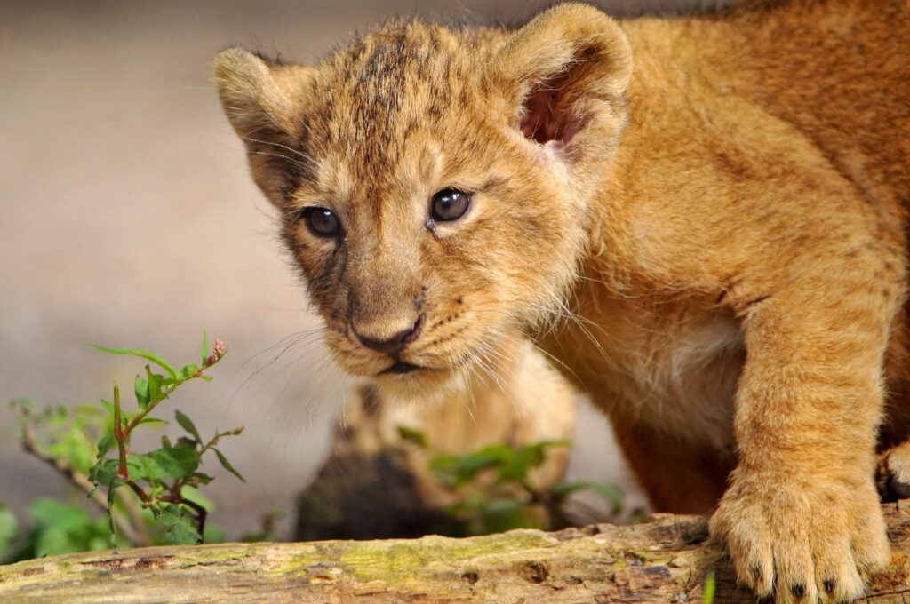 Adorable Lion Cub Exploring: Charming Wildlife Wallpaper