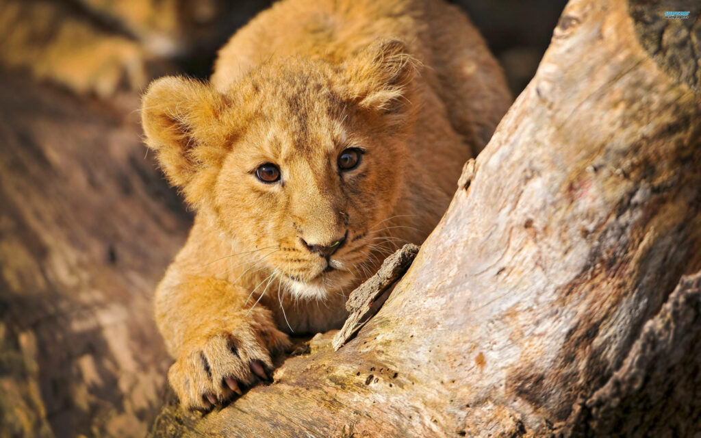 Adorable Lion Cub Peeking from Tree - Serene Nature Wallpaper