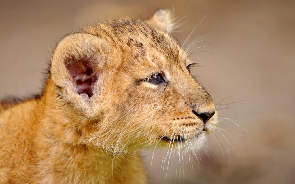 Adorable Lion Cub Close-Up Wallpaper for a Wild Desktop Background