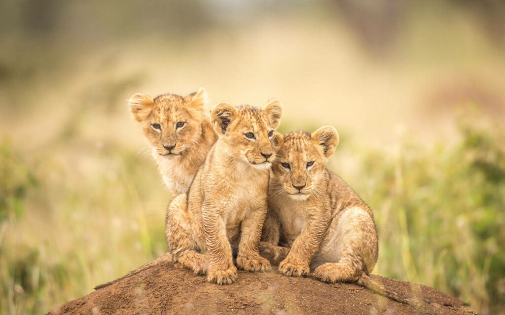 Charming Lion Cub Wallpaper: Playful Cubs in Serene Savannah