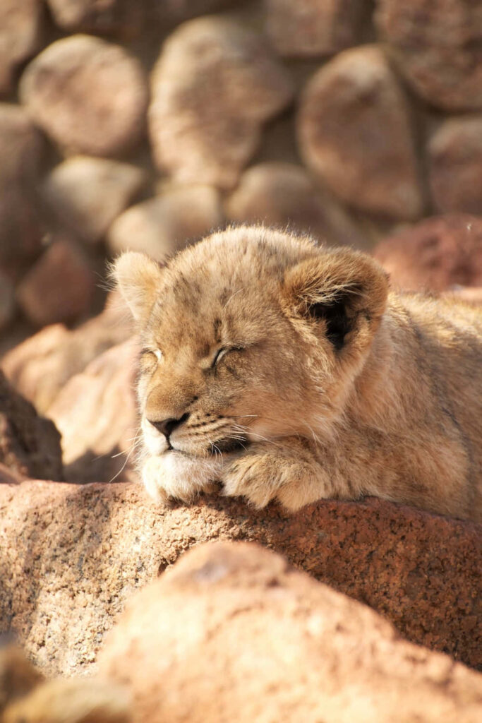 Adorable Lion Cub Relaxing on Sunlit Rock - Serene Nature Background Wallpaper