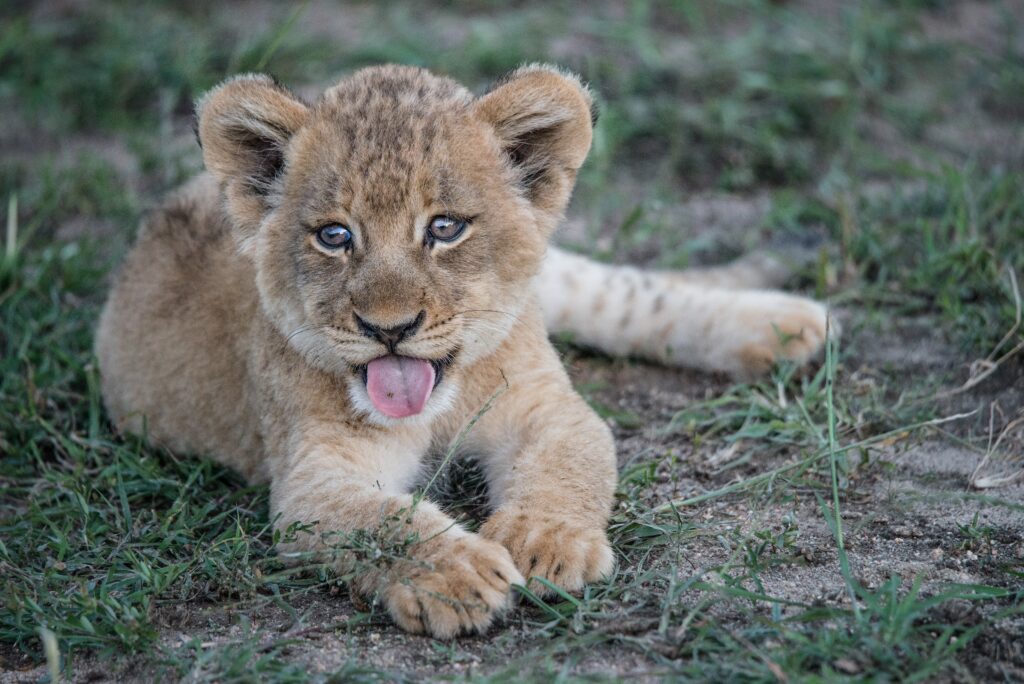Adorable Lion Cub Sticking Out Tongue - Playful Wallpaper Background
