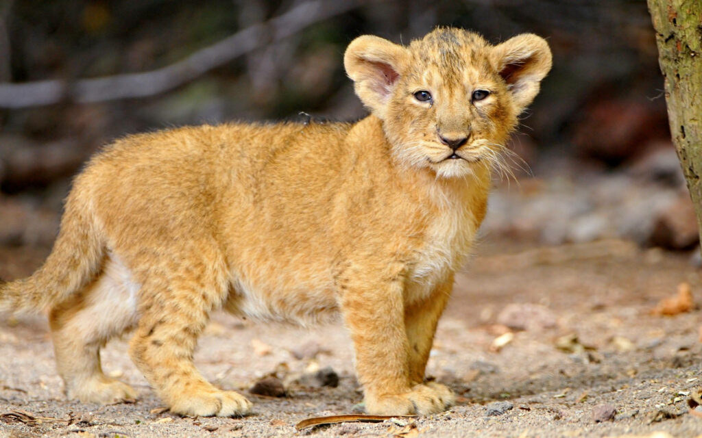 Charming Lion Cub Wallpaper: Curious Young Cub in Natural Setting