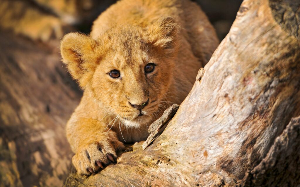 Adorable Lion Cub Hiding Behind Tree - 2560x1600 Wallpaper