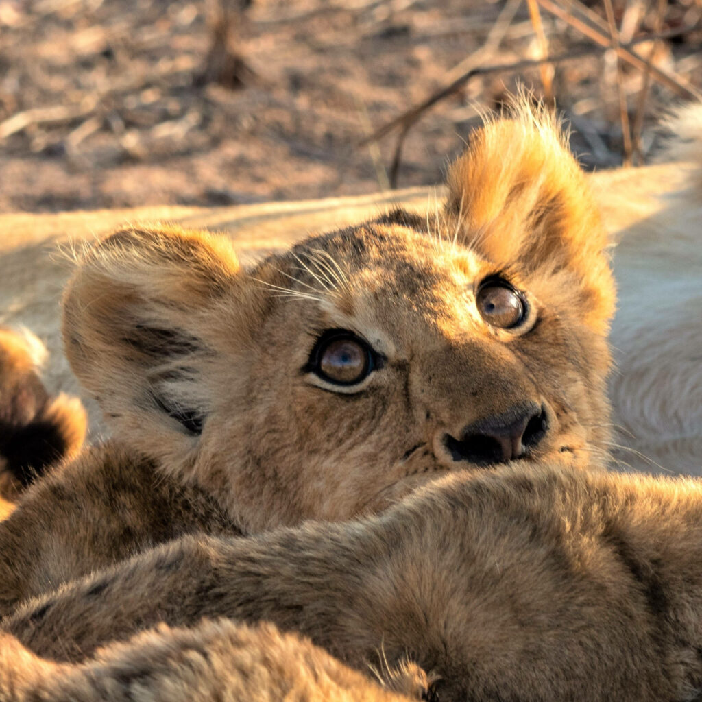 Adorable Lion Cub Wallpaper: Charming Wildlife Background