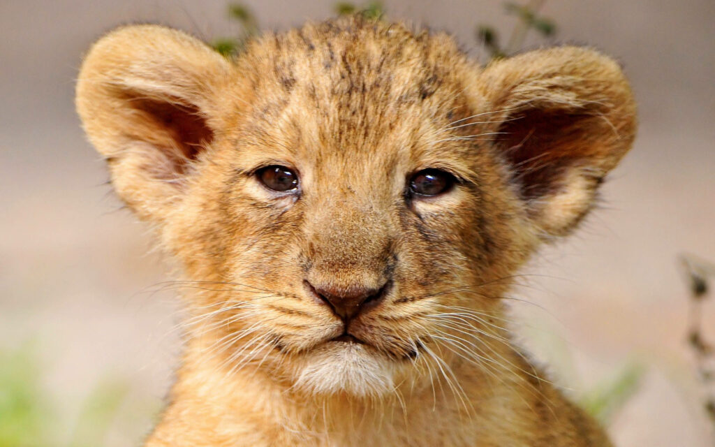 Adorable Lion Cub Close-Up Wallpaper with Soft Background