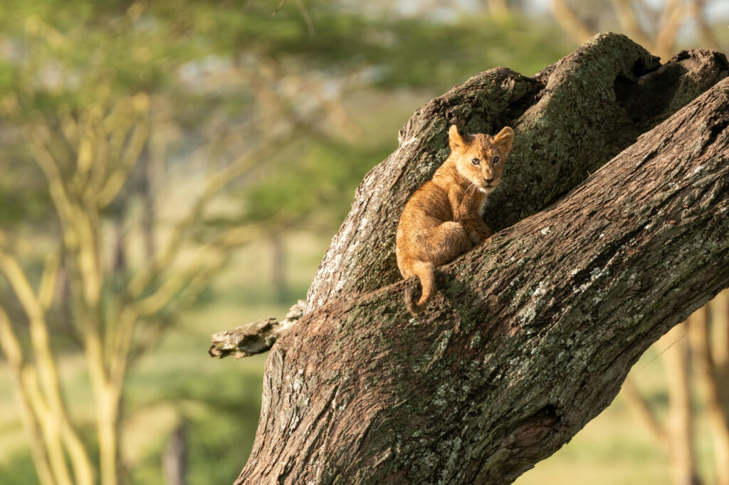 Adorable Lion Cub on Tree - Serene Natural Wallpaper Background