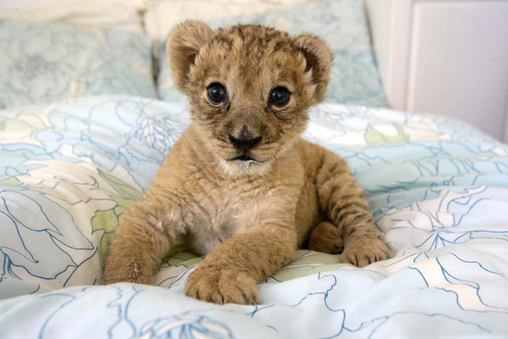 Adorable Lion Cub on Floral Sheets - Heartwarming Animal Wallpaper