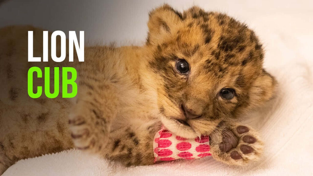 Adorable Lion Cub Relaxing on Soft Blanket: Heartwarming Image Wallpaper