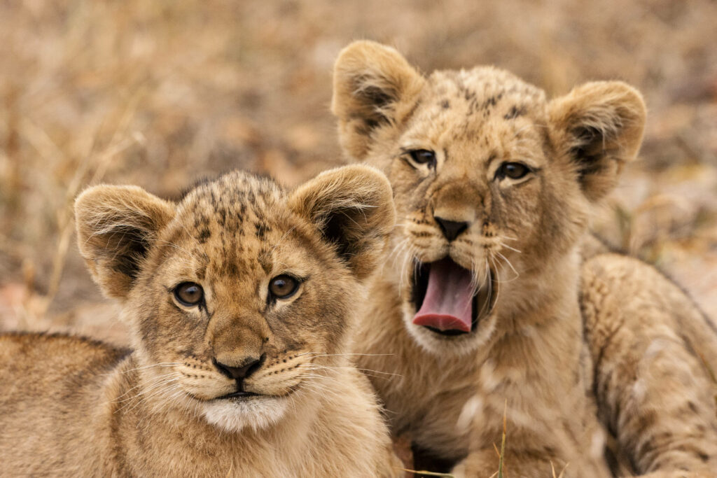 Adorable Lion Cubs Playful Wallpaper - Nature's Innocence Background