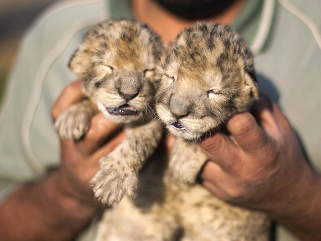 Adorable Lion Cubs: Soft Fur & Tiny Features in a Gentle Embrace Wallpaper