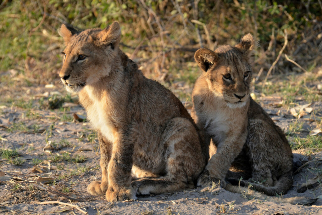 Adorable Lion Cubs in Sunlit Natural Setting - Cute Wildlife Wallpaper