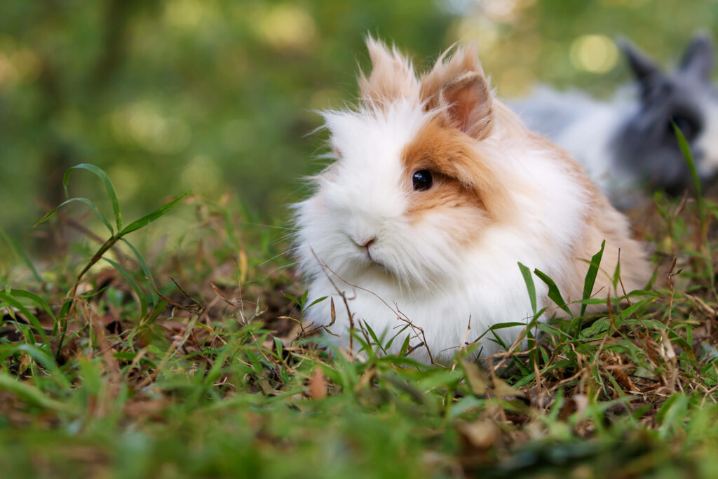 Fuzzy Cutie: Adorable Lionhead Rabbit Wallpaper