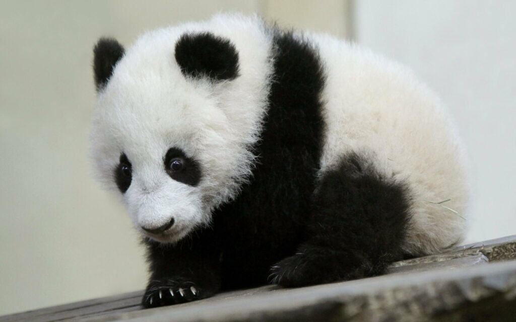 Panda Paradise: Captivating QHD Wallpaper of Adorable Little Bears