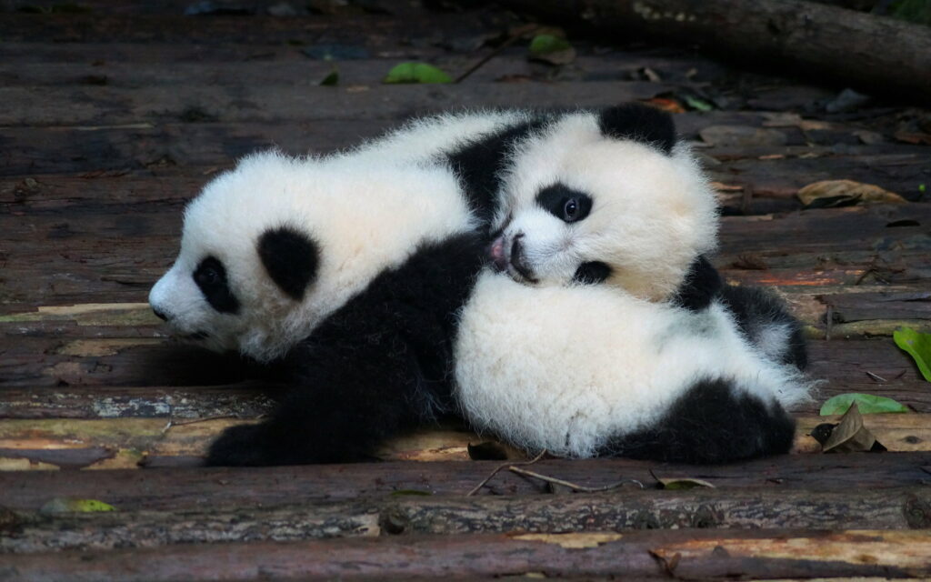 Adorably Playful Little Panda Cubs: Delightful China QHD Wallpaper