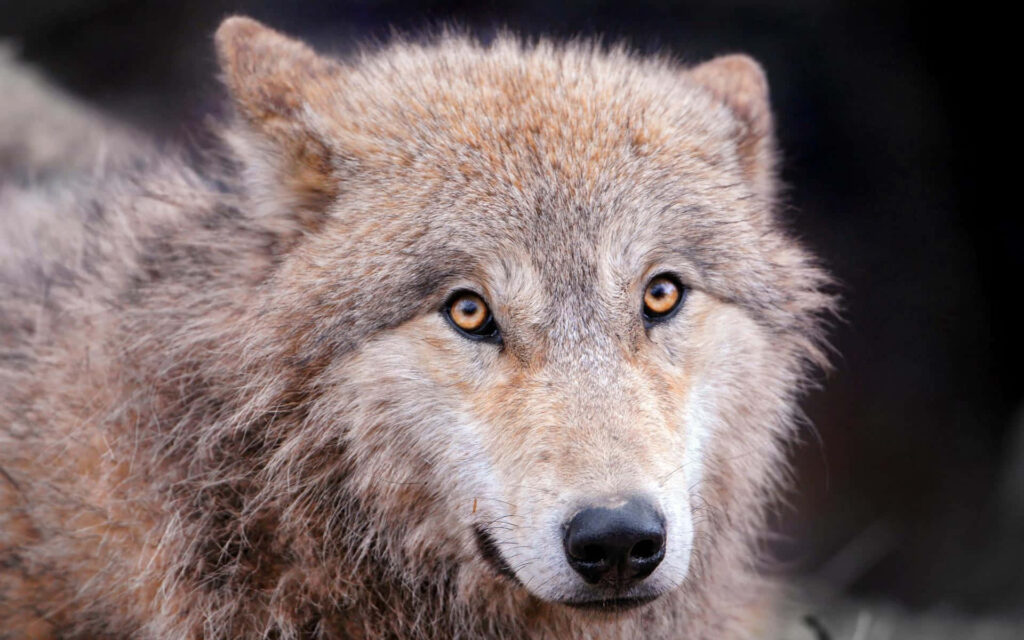 Adorable Lone Wolf Pup Close-Up: Soft Fur & Captivating Eyes Wallpaper