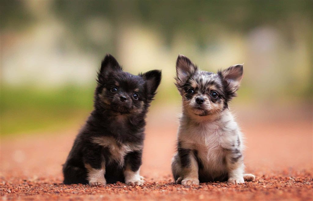 Two long-haired Chihuahua puppies black tan merle sitting on rustic path natural light wallpaper