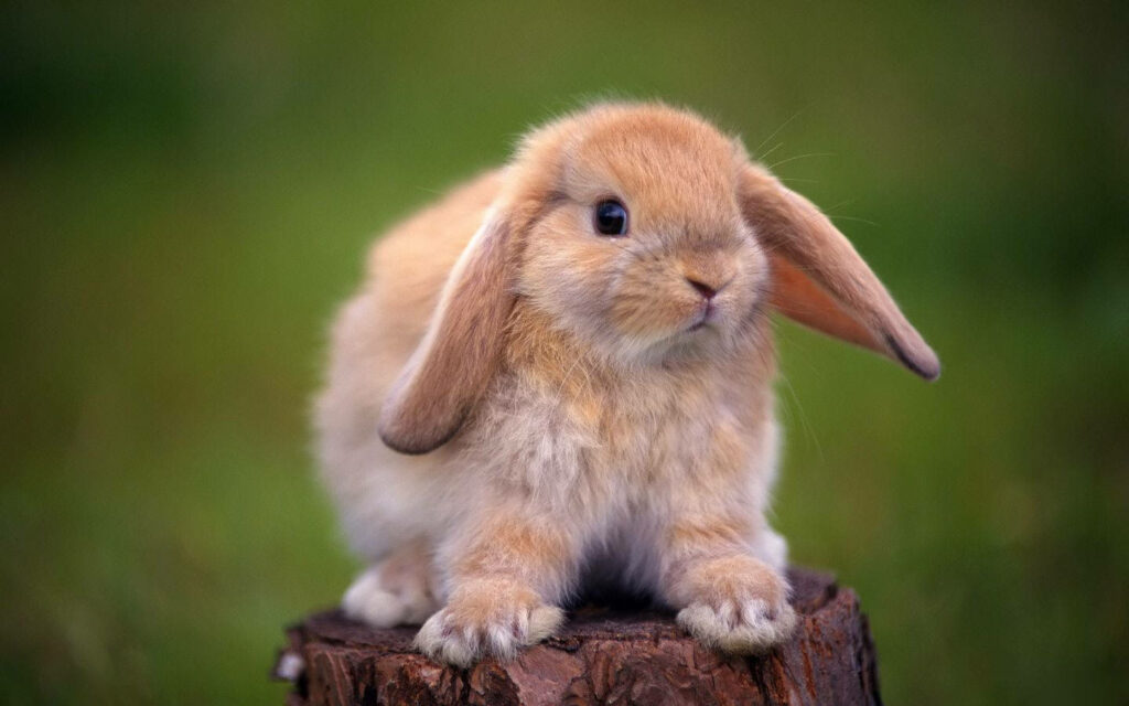 Lop eared red rabbit sitting on tree stump with blurred green nature background wallpaper