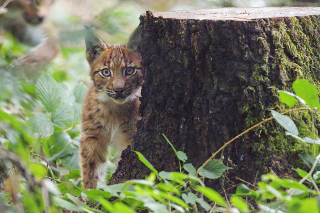 Adorable Lynx Kitten Peeking from Tree Stump in Lush Forest Background Wallpaper
