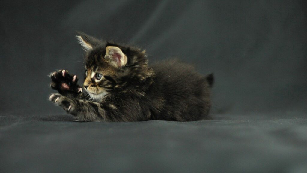 Adorable Maine Coon Kitten Playing on Dark Background - 1920x1080 Wallpaper