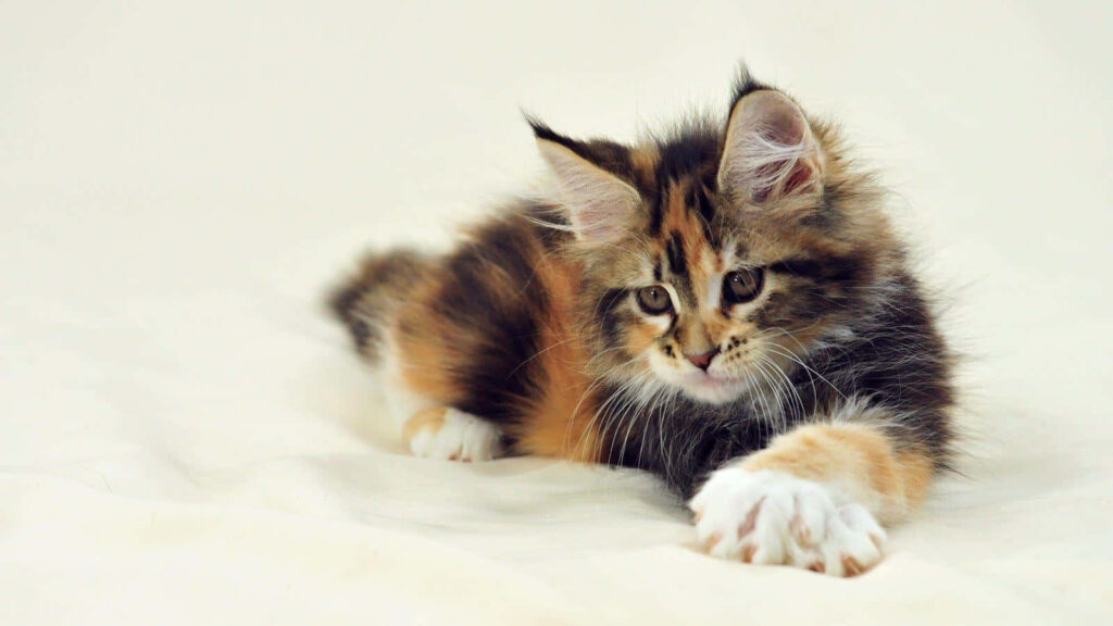 Adorable Maine Coon Kitten Wallpaper on Soft Light Background