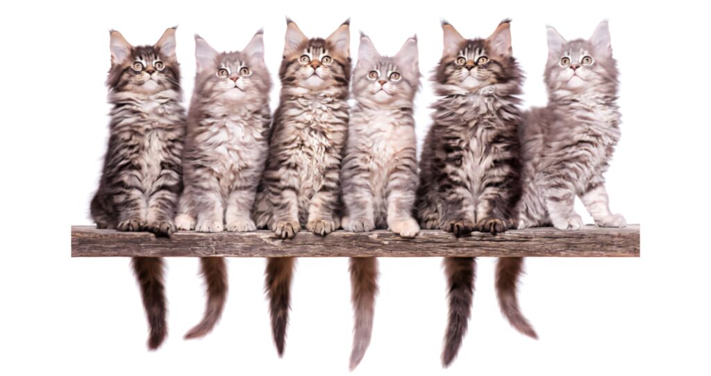 Adorable Maine Coon Kittens Wallpaper - Fluffy & Charming Background