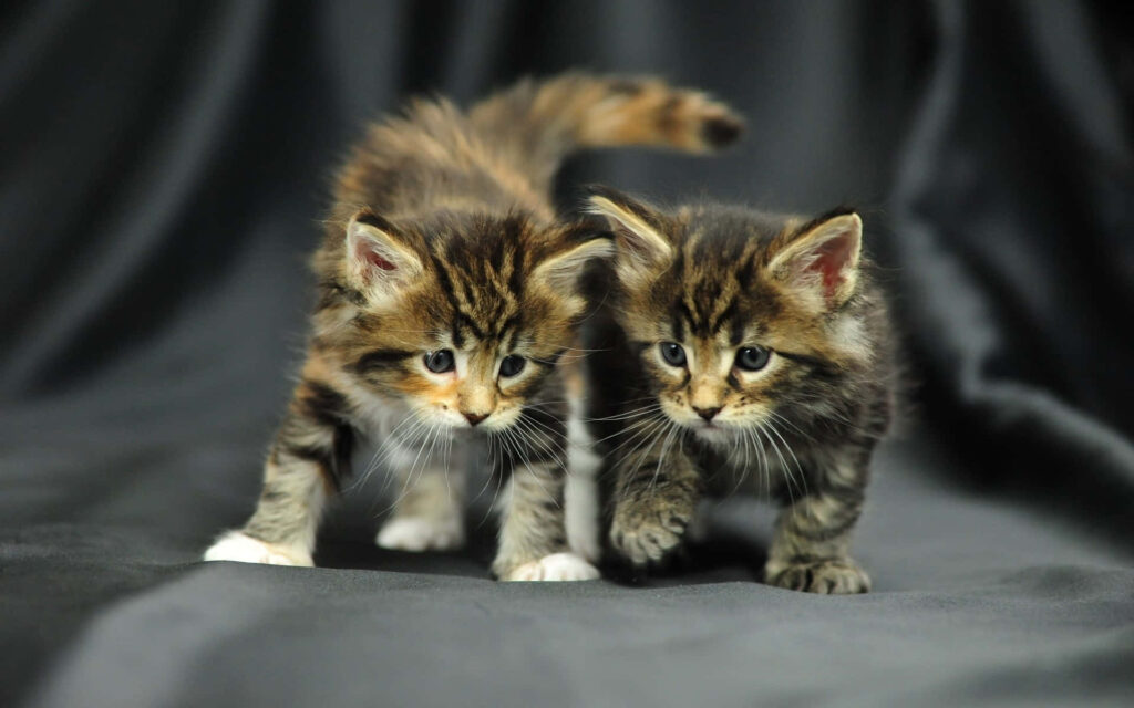 Adorable Maine Coon Kittens Wallpaper for Heartwarming Decor