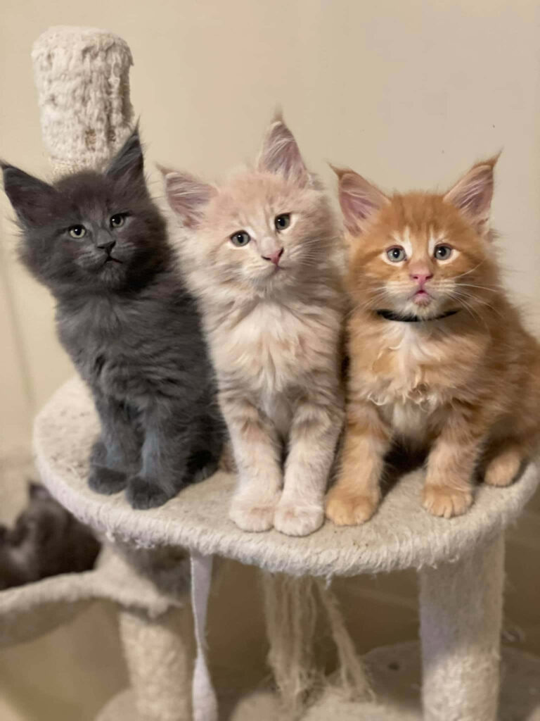 Charming Maine Coon Kittens on Cozy Cat Tree - Cat Lover Wallpaper