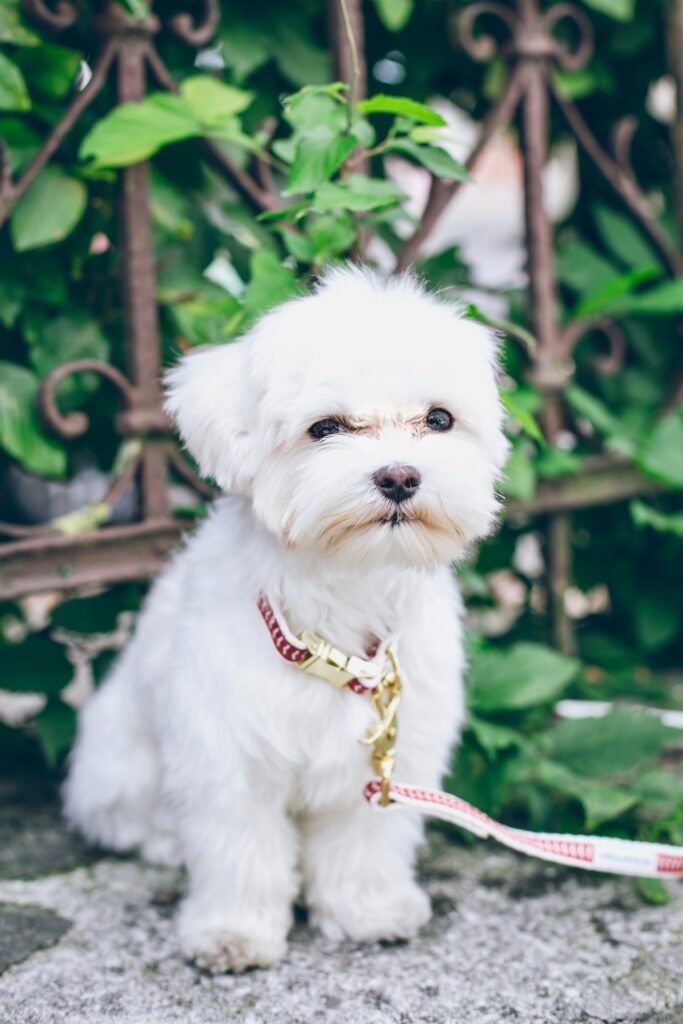 Adorable Maltese Puppy Wallpaper on Lush Green Background