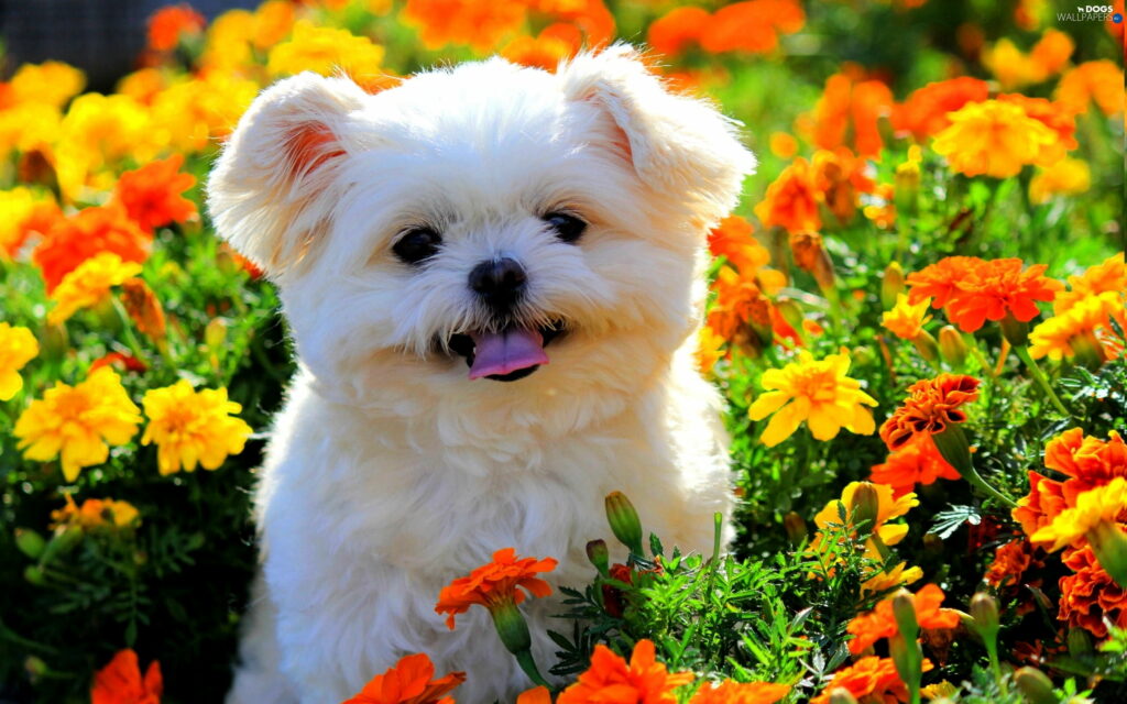 Blooming Maltese Puppy: A Cute White Dog among Flowers - QHD Wallpaper