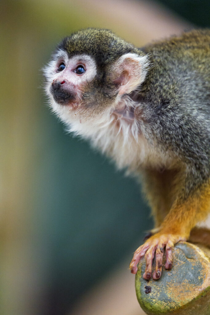 Cute Marmoset Monkey Wallpaper: Adorable Close-Up Background
