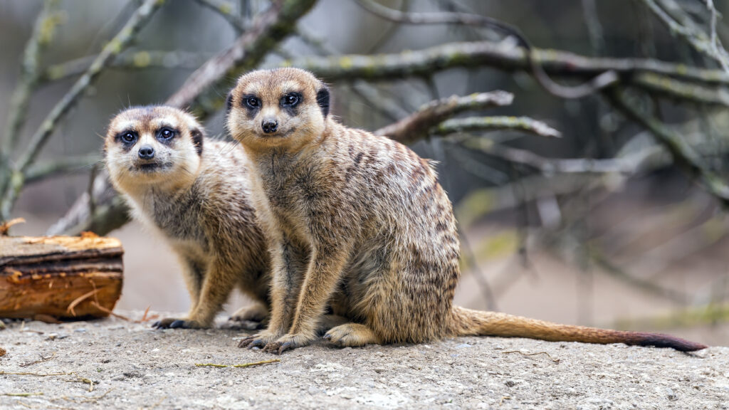 Charming Meerkats in Nature: Detailed Wallpaper Background